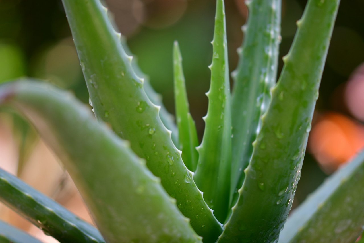 Aloe Vera: antinfiammatorio naturale per articolazioni e dolori