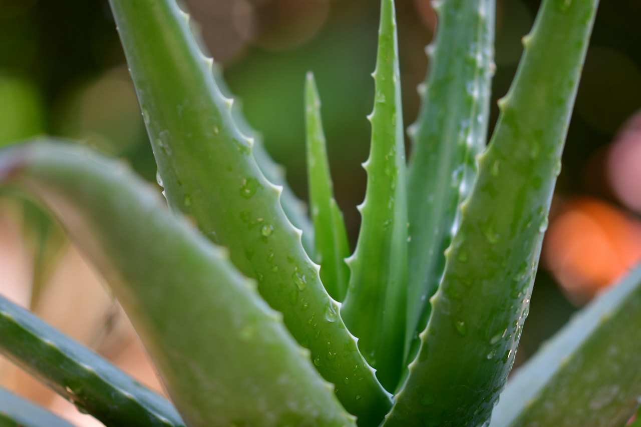 Aloe Vera: antinfiammatorio naturale per articolazioni e dolori