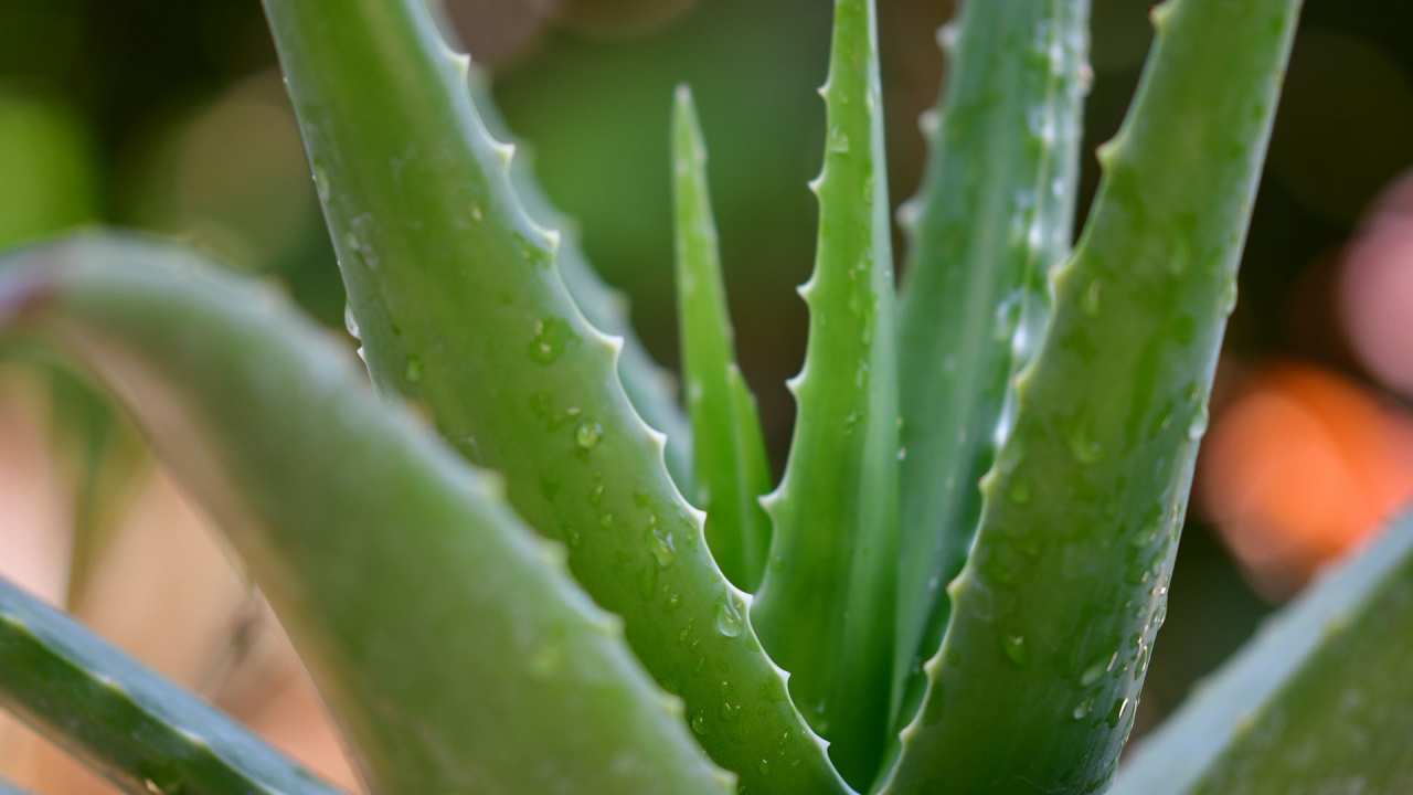 aloe vera bart Aloe Vera Gesichtscreme für Männer main image 0