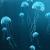 Punture di meduse: cosa fare