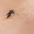 Chikungunya: cos'è, come si trasmette e perché se ne parla in Italia