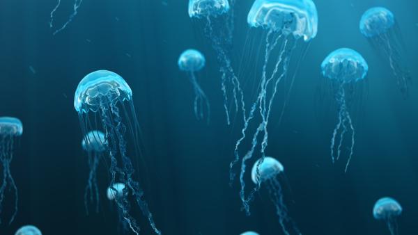 Punture meduse