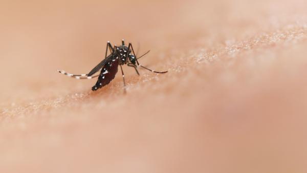 Zanzara tigre responsabile della trasmissione della chikungunya